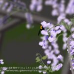 レス28番の画像1