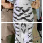 レス2番の画像5