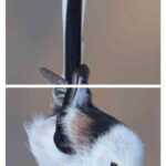 レス2番の画像2