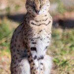 レス20番の画像3