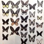 レス23番の画像1