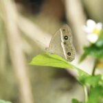 レス26番の画像1