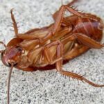 レス73番の画像1
