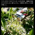 レス43番の画像2